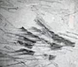 coal 1